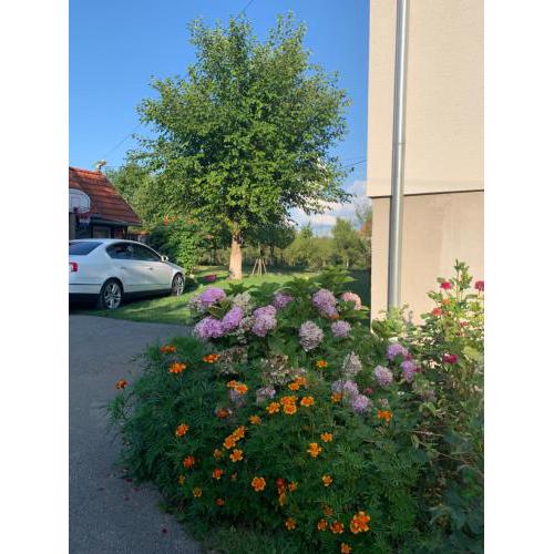 Apartman MAURO