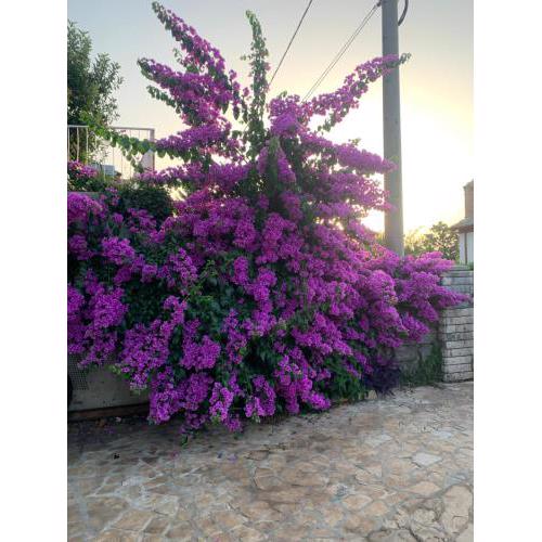 Apartman Rio