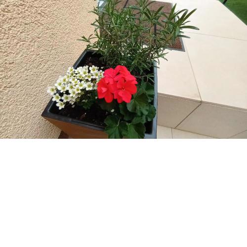 Apartman Sandra -private parking and garden