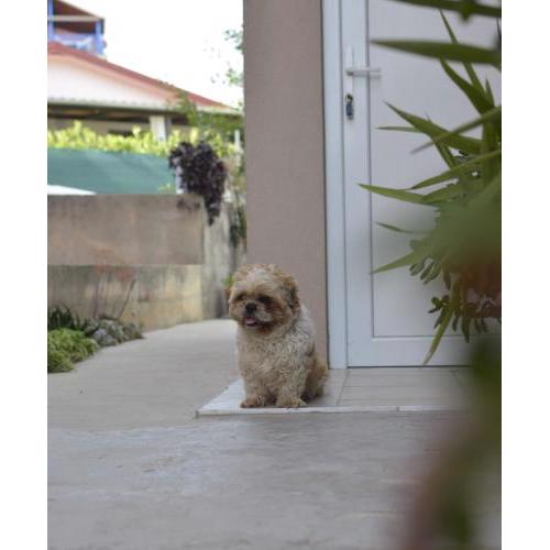 Apartment Bepo