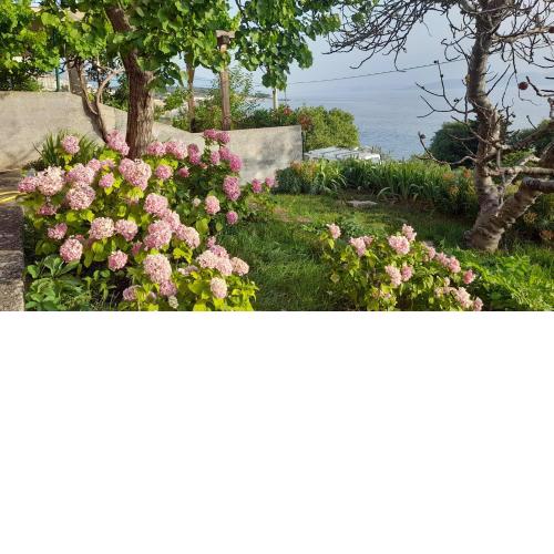 Apartments Mare Croatia