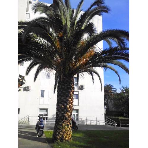 Apartments with a parking space Makarska - 11567