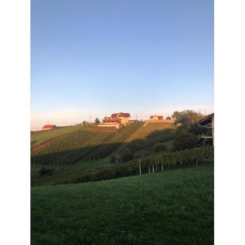 B&B OPG Culig