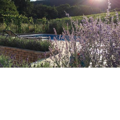 cottage with private swimming pool