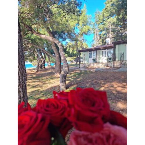 Family Bungalow Pineta