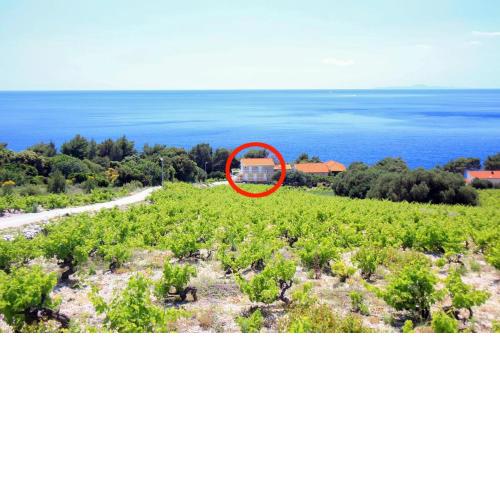 Family friendly seaside apartments Dingac - Borak, Peljesac - 18060