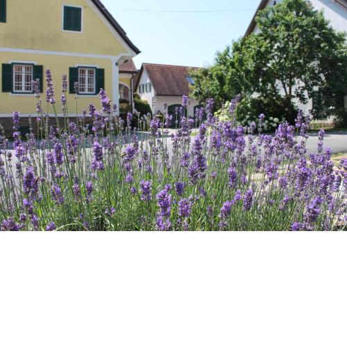 Farmer-Rabensteiner