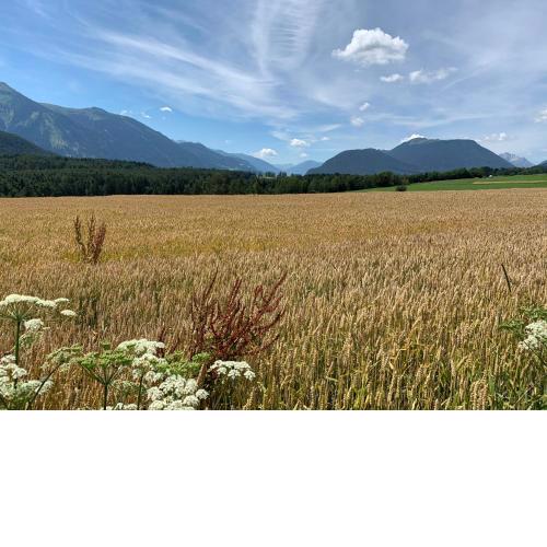 Ferienwohnung am Bauernhof