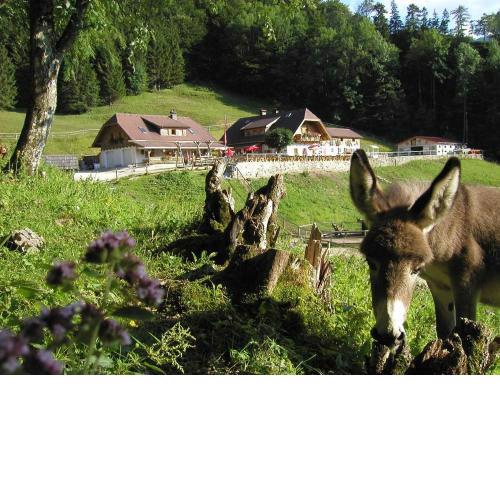 Ferienwohnung Hochsteinalm