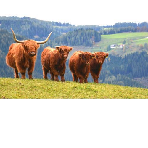 Frühstückspension Ochnerbauer