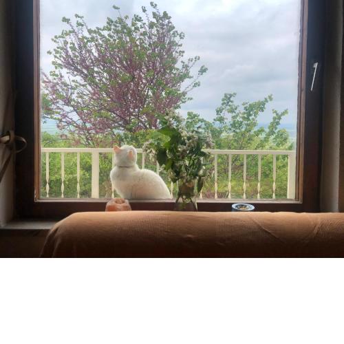 Goldberg - Apartman Lana