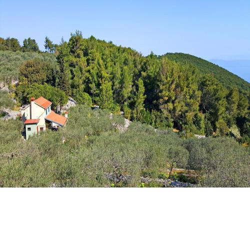 Green Olive's House Marinka