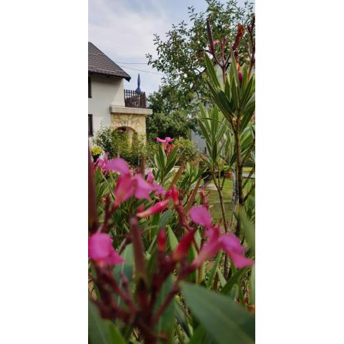 Guest house Ruza