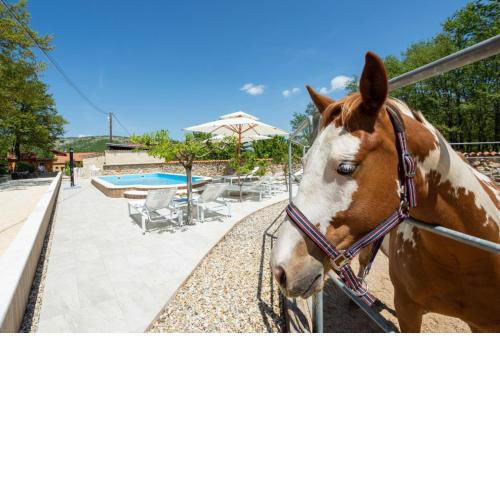 Holiday home with swimming pool, donkeys and horses