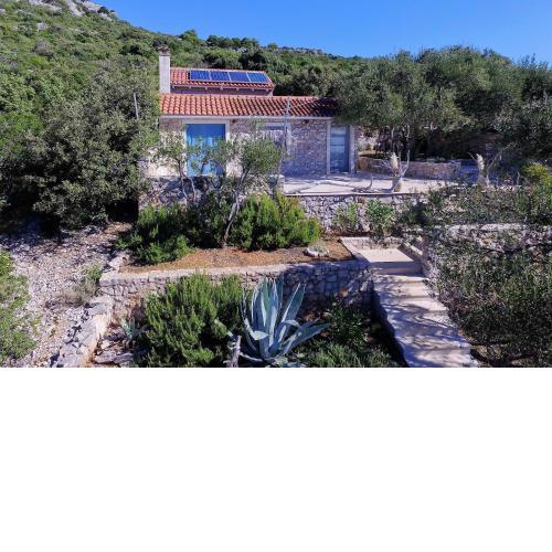 House Lemon Tree