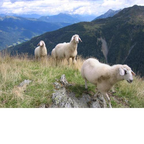 Pension Wilhelmer
