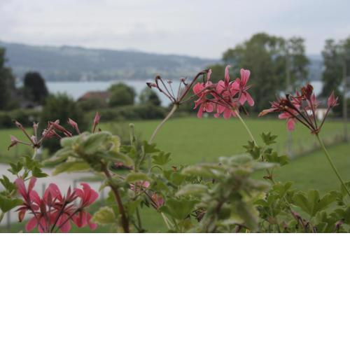 Rooming Green mit Seeblick
