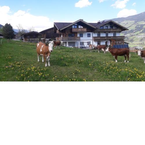 Schorpenhof