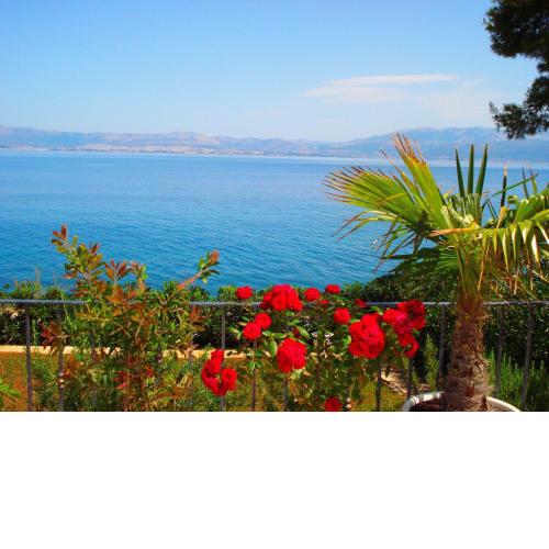 Sea Star Apartment