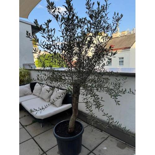 Terrassentraum für 2