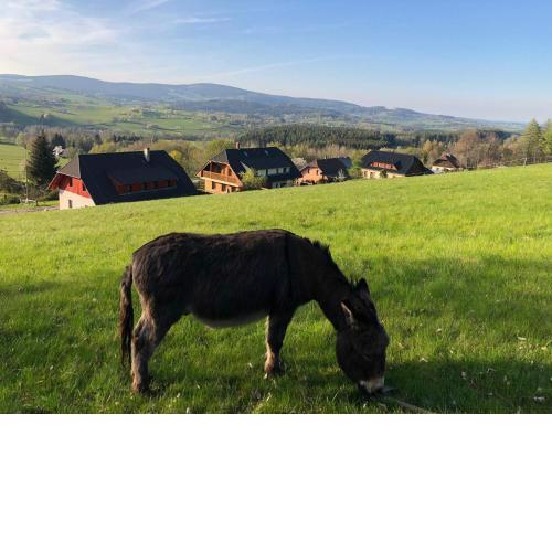 U Oslíka
