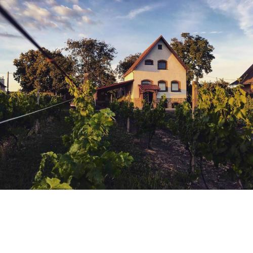 Ubytování ve vinném sklepě - Velké Bílovice