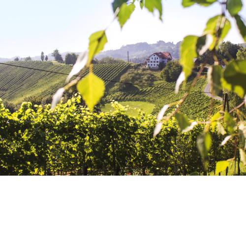 Weingut Peter Grill
