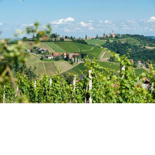 Weingut Schauer